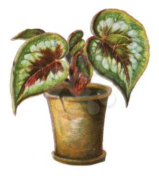 Plant Illustration