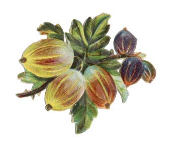 Plant Illustration