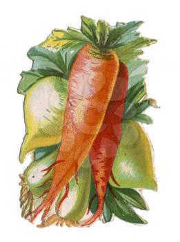 Vegetable Illustration