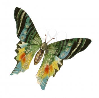 Butterflies Illustration