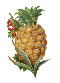 Fruits Illustration