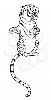 Tigers Illustration