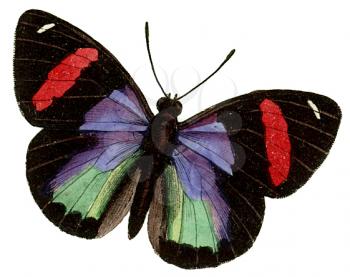 Butterflies Illustration