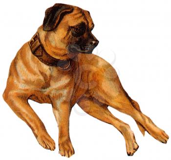 Royalty Free Clipart Image of a Rottweiler