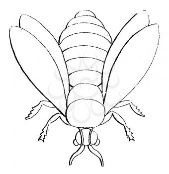 Bug Illustration