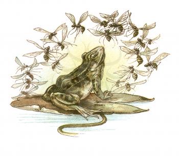 Illustration