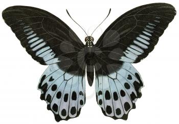 Butterfly Illustration