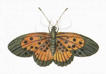 Insects Illustration