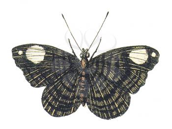 Moth Illustration