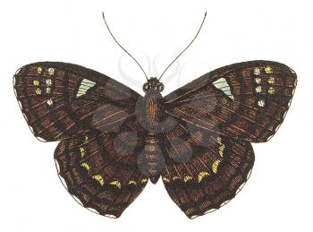 Moth Illustration