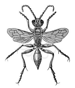 Insect Illustration