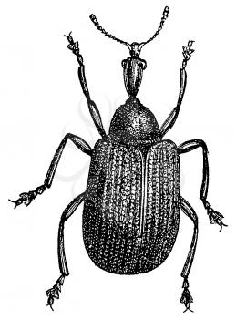Insects Illustration