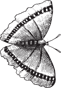 Arthropod Clipart