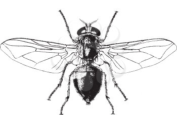 Bugs Clipart