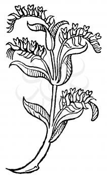 Herb Illustration