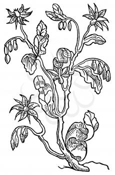 Herb Illustration