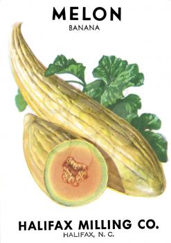 Fruit Illustration