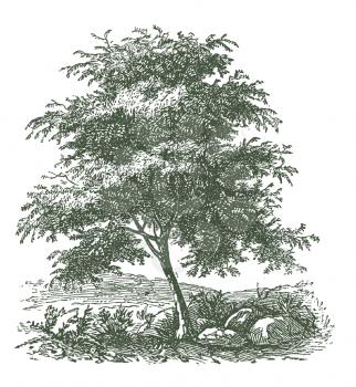 Trees Illustration