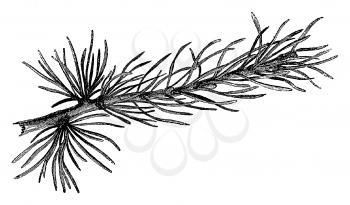 Botanical Illustration