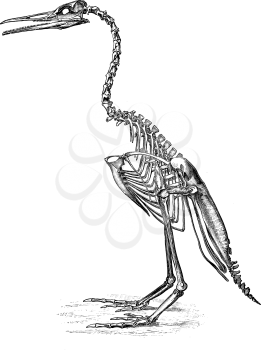 Endoskeleton Clipart