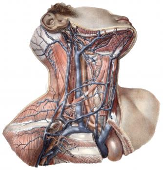 Anatomical Illustration
