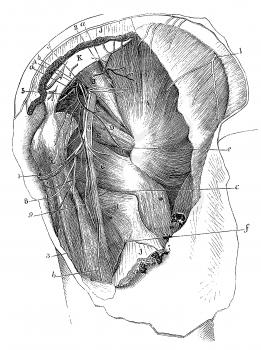 Anatomical Illustration