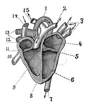 Biology Illustration