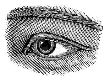 Eyes Illustration