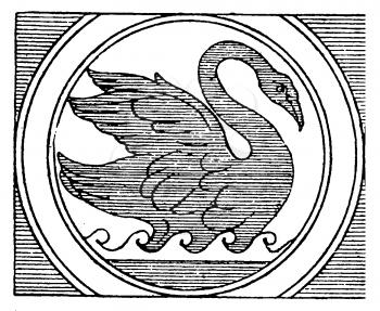 Swan Illustration