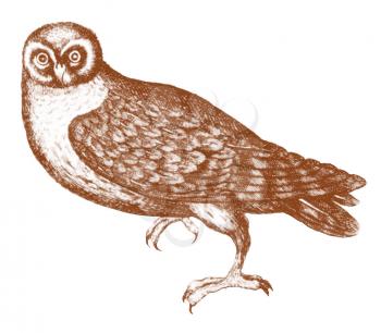 Aviary Illustration