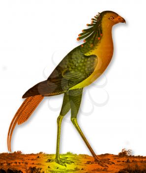 Aviary Illustration
