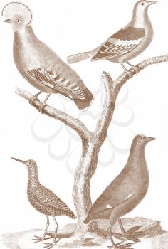 Avian Illustration