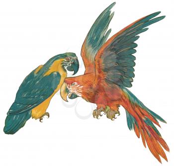 Avian Illustration