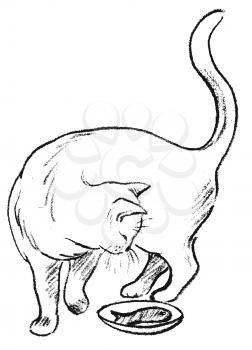 Feline Illustration