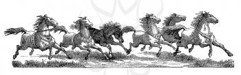 Equine Illustration
