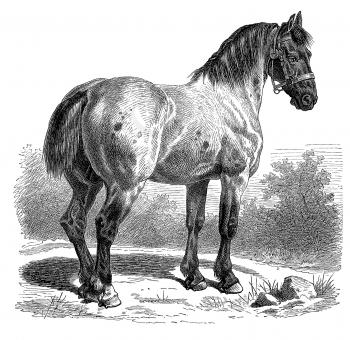 Equine Illustration