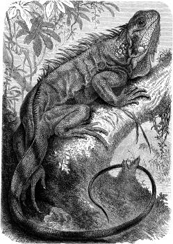 Reptile Illustration