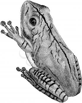 Reptiles Illustration