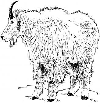 Animal Illustration