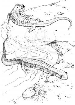 Reptile Illustration