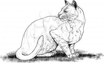 Wildcats Illustration
