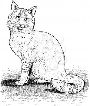 Wildcat Illustration