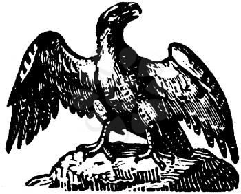 Eagles Illustration