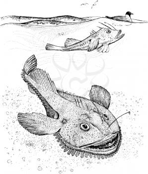 Ocean Illustration