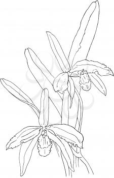 Orchid Illustration