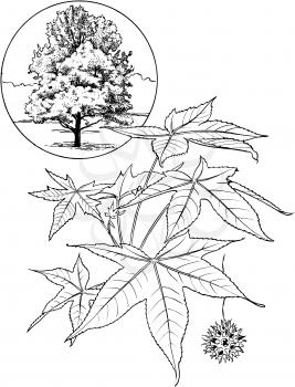 Trees Illustration