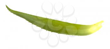 Plucked leaf aloe vera isolated on white background
