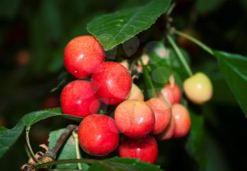 Bunch of ripe sweet cherry on the tree