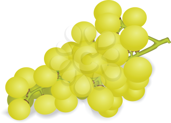 Illustration of a ripe bunch of white grapes on a white background