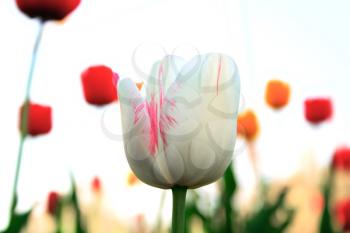 White tulip on a white blured background